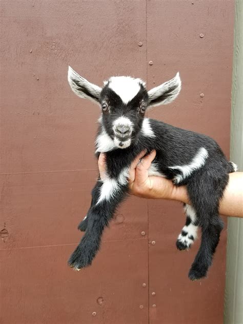 baby nigerian dwarf goats